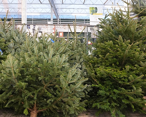 Sapin Nordmann en exposition dans les jardineries Tournesols